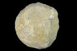Scalenohedral Calcite Lined Keokuk Geode - Illinois #144706-1